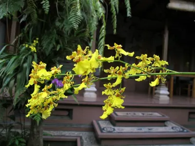 The Flora — Bali, Indonesia