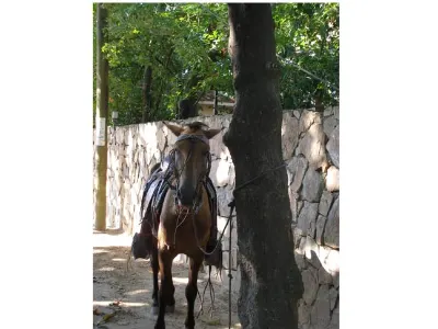Transportation — West End, Roatan, Honduras