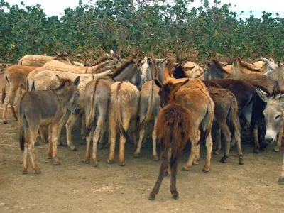 Donkey Farm — Bonaire