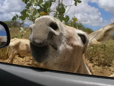 Friendly Critters — Bonaire