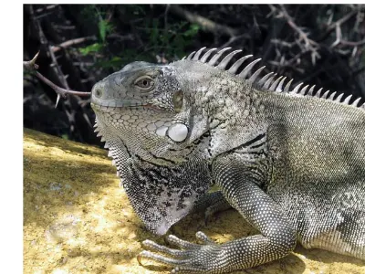 Iguana — Bonaire