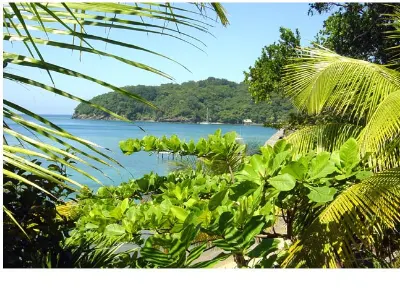 Lush and Green — Cayos Cochinos, Honduras