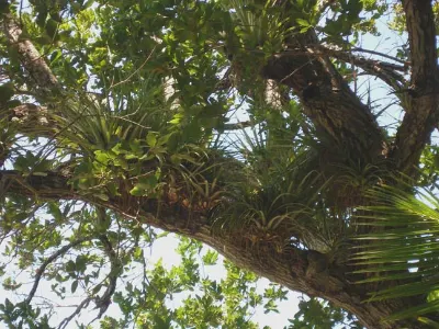 Stately Trees — Cayos Cochinos, Honduras