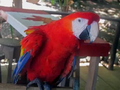 Macaw Chatter — Roatan Island, Honduras – CoCo View Resort