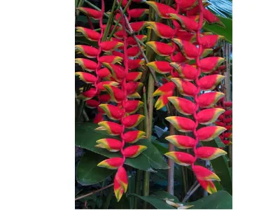 Fantastic Flora — Anilao, Philippines