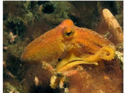 Mototi Blue Ringed Octopus