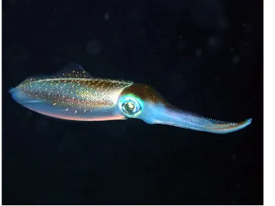Night Squid
