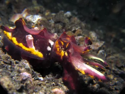 Agitated Flamboyant Cuttlefish