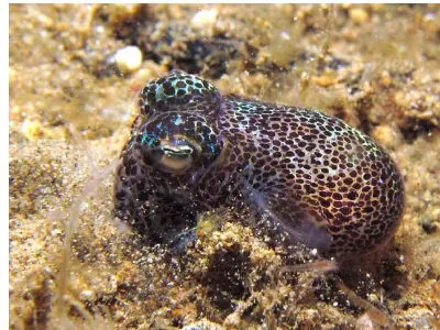 Bobtail Squid