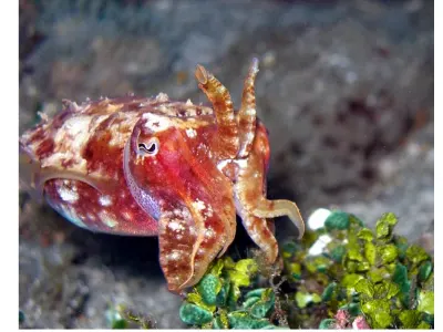 Cuttlefish Warning