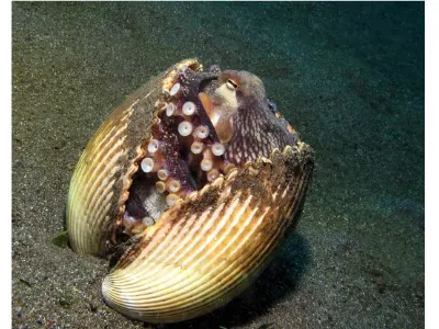 Octopus With Eggs