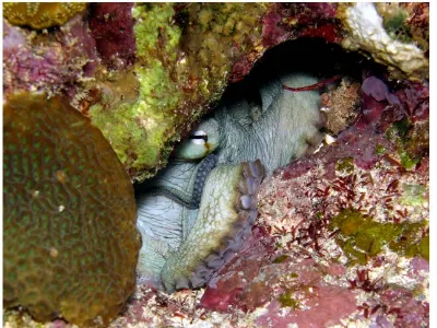Hiding Octopus