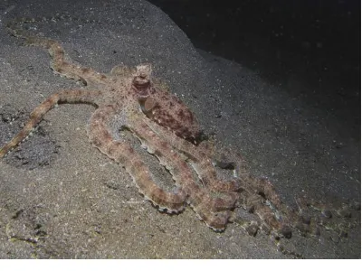 Mimic Octopus Color Change