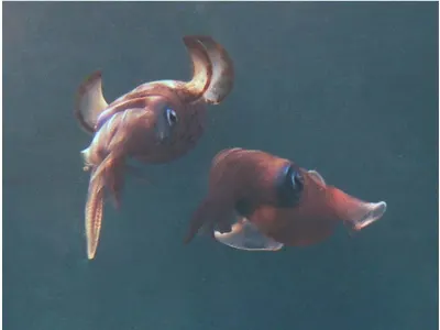 Squid Courtship