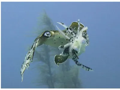 Mating Squid