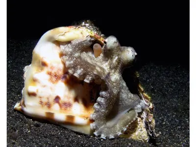 Octopus Resting On Shell