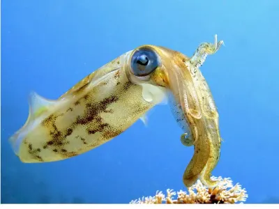 Caribbean Reef Squid