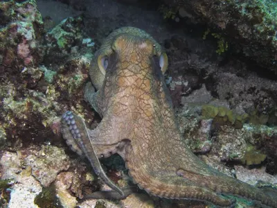 Octopus Rear View