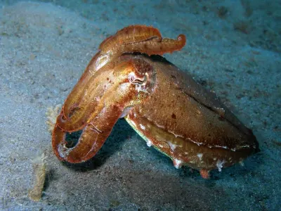 Cuttlefish Warning