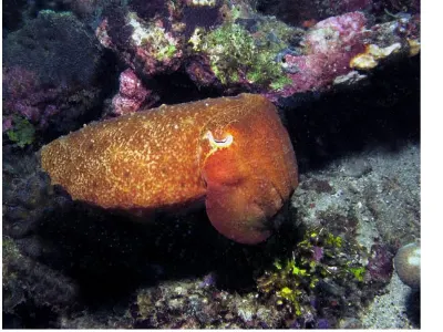Cuttlefish