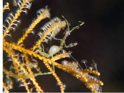 Skeleton Shrimp With Eggs