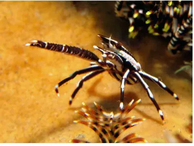 Elegant Squat Lobster