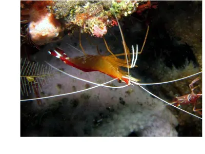 Scarlet Lady Cleaner Shrimp