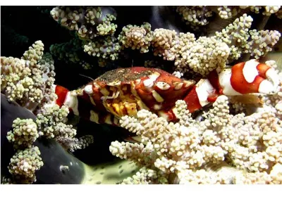 Crab in Broccoli Coral