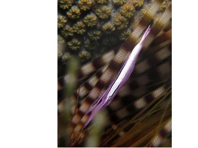 Crinoid Shrimp