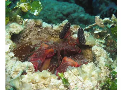 Lisas Mantis Shrimp