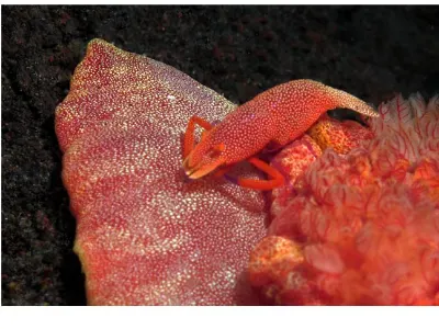 Shrimp on Spanish Dancer