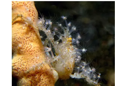 Decorator Crab