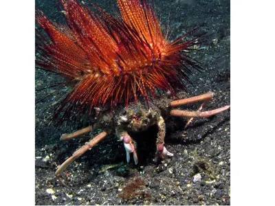 Carry Crab With Fire Urchin