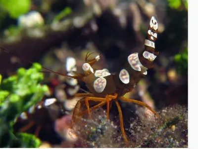 Squat Anemone Shrimp