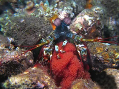 Mantis Shrimp with Eggs