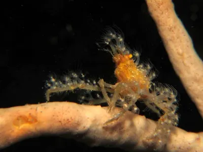 Decorator Crab