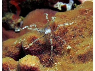 Spider Crab