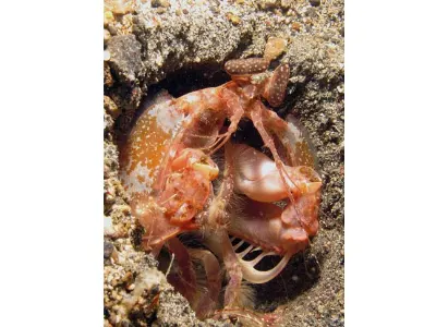 Lisa's Mantis Shrimp