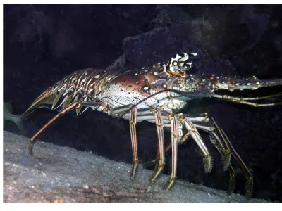 Caribbean Spiny Lobster