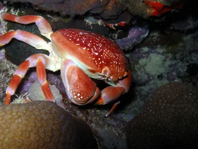 Batwing Crab