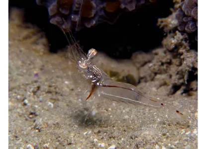 Transparent Shrimp