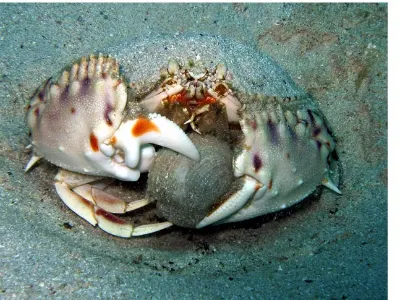 Box Crab