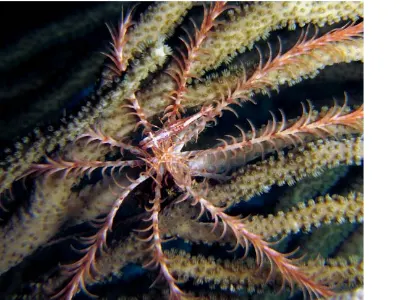 Crinoid Shrimp