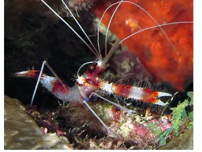 Banded Coral Shrimp