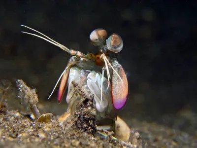 Pink Eared Mantis