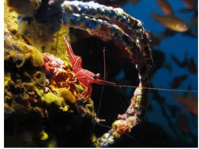 Shrimp Scene