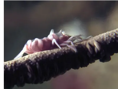 Whip Coral Shrimp