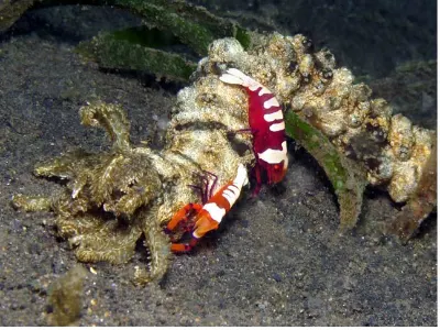Shrimp on Sea Cucumber