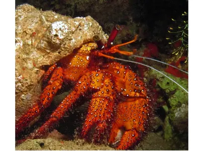 Speckled Hermit Crab