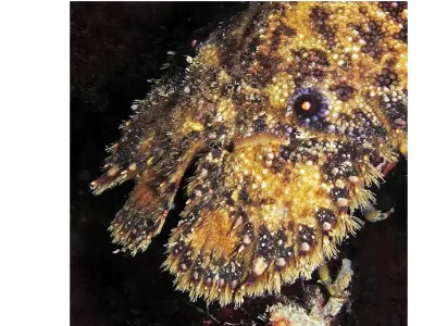 Sculptured Slipper Lobster
